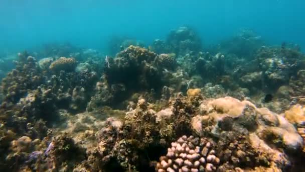 Sous Vue Surface Vie Marine Récif Corallien Tropical Mer Sud — Video