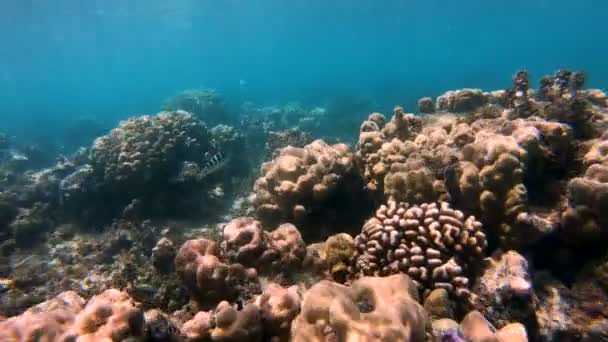 Barriera Corallina Sottomarina Una Vista Sulla Vita Marina Del Corallo — Video Stock