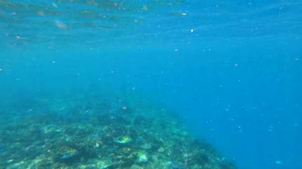 Tropikal Güney Deniz Mercan Kayalığı Fiji Pasifik Okyanusu Görünümünü Sualtı — Stok video