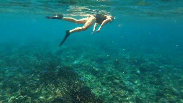 Unga Kvinnliga Simmare Snorkling Ytan Klarblå Tropiska Vatten Nära Färgglada — Stockvideo