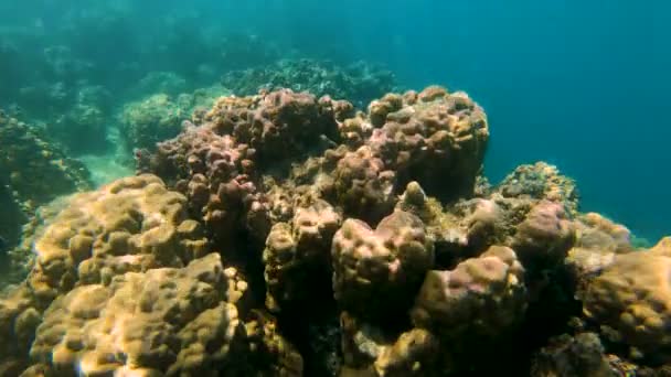 Поверхностным Видом Морской Жизни Находится Тропический Южный Морской Коралловый Риф — стоковое видео