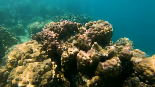 Surface View Marine Life Tropical South Sea Coral Reef Fiji — Stock Video