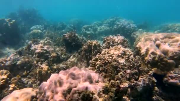Bajo Vista Superficie Vida Marina Arrecife Tropical Coral Del Sur — Vídeo de stock