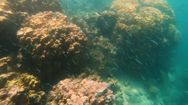 Surface View Marine Life Tropical South Sea Coral Reef Fiji — Stock Video