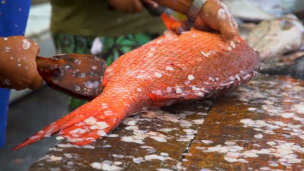 Weergave Van Marquesan Dorp Mannetjes Voorbereiden Van Red Snapper Fish — Stockvideo