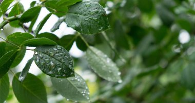 Güller yağmurla ıslanmış. Yaprakları ve yağmur damlaları ile arka plan. Sonbahar arka plan. Yaprakları yağmur damlaları ile