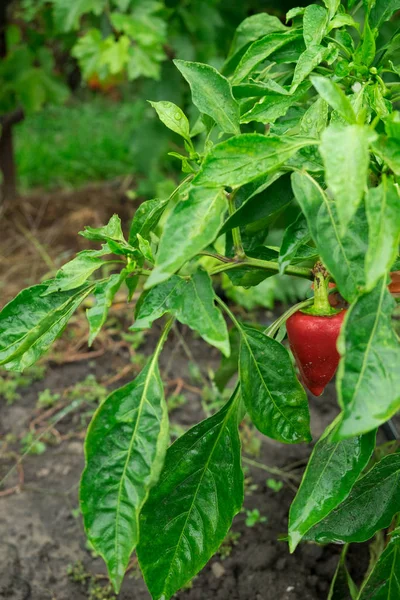 Arka plan plantasyon olgunlaşması, kırmızı dolmalık biber yağmur sonra bir parçası. Dolmalık biber sonbahar fotoğrafı