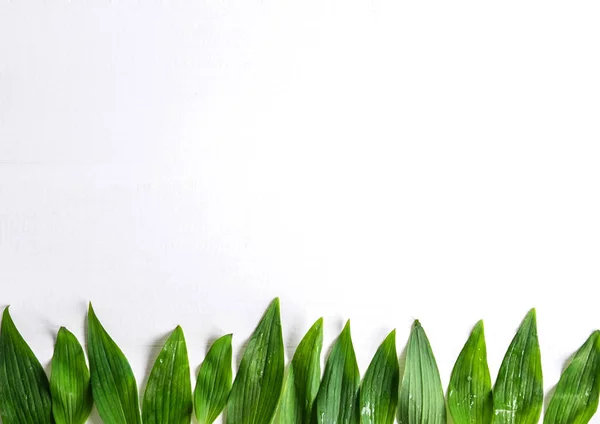 Frame Banner Natural Leaves Background Leaves Design Photo Natural Leaves — Stock Photo, Image