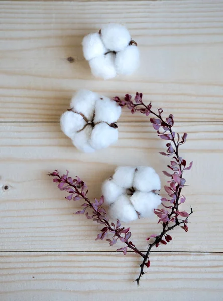 Fundo Branco Madeira Com Flores Algodão Folhas Secadas Naturais Arbusto — Fotografia de Stock