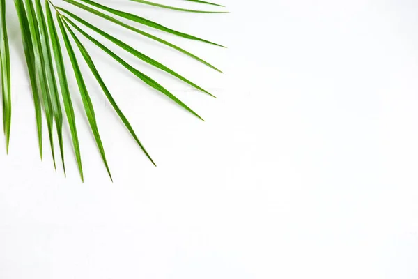 Frame for banner with palm leaf on white background. Tropical banner. Palm leaf on white wooden background.