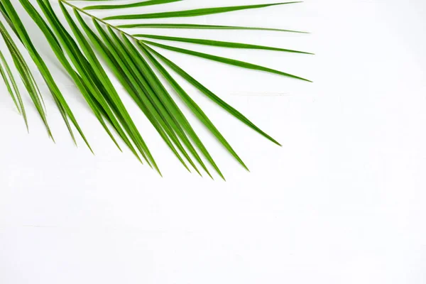 Frame Banner Palm Leaf White Background Tropical Banner Palm Leaf — Stock Photo, Image