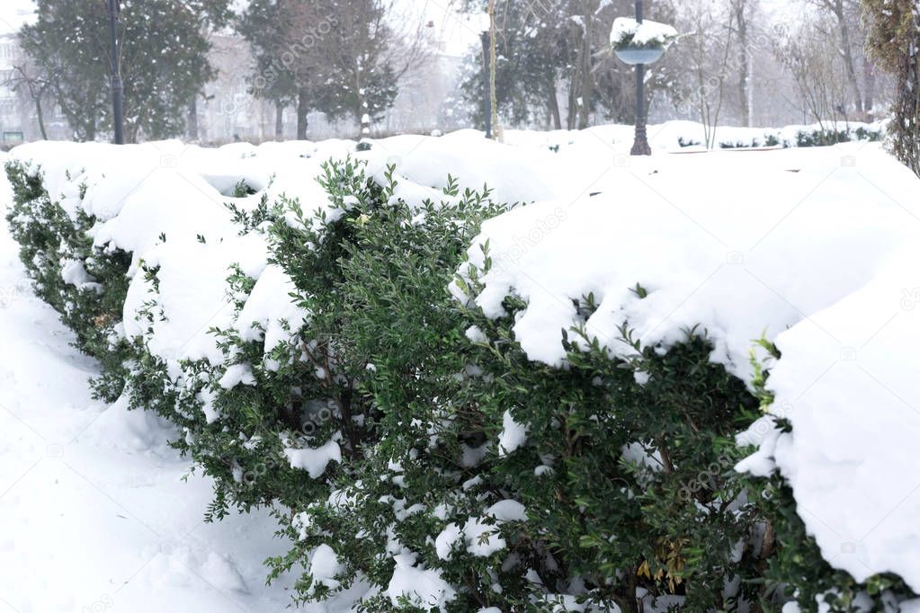 Photos of bushes in the park that are in the snow. Plants in the park in winter.