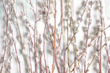 Söğüt dalları tomurcukları ile metinden için çerçeve. Doğal söğüt dalları metinden için Bahar çerçeve.