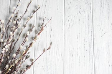 Söğüt dalları tomurcukları ile metinden için çerçeve. Doğal söğüt dalları metinden için Bahar çerçeve.