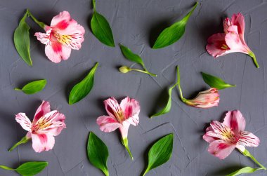 Karanlık bir arka plan üzerinde pembe çiçekli desen. Alstroemeria çiçek gri bir arka plan üzerinde. Tebrik kartı, afiş, blog için arka plan. Alstomerias çiçek yaşıyorum. Yukarıdan görüntülemek