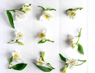 Karanlık bir arka plan üzerinde pembe çiçekli desen. Alstroemeria çiçek gri bir arka plan üzerinde. Tebrik kartı, afiş, blog için arka plan. Alstomerias çiçek yaşıyorum. Yukarıdan görüntülemek