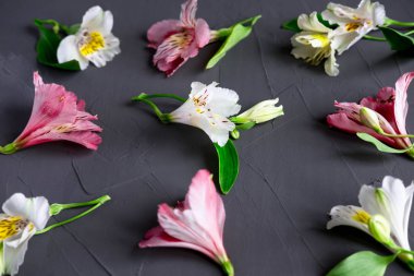 Karanlık bir arka plan üzerine pembe ve beyaz çiçekli desen. Alstroemeria çiçek gri bir arka plan üzerinde. Tebrik kartı, afiş, blog için arka plan. Alstomerias çiçek yaşıyorum. Düz yatıyordu, en iyi görünümü.