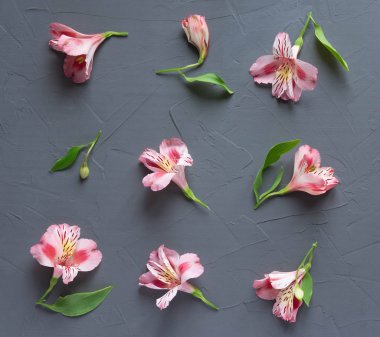 Fotoğraf siyah bir zemin üzerine beyaz çiçek. Ahşap arka plan üzerinde doğal çiçek desenle. Düz yatıyordu, en iyi görünümü.