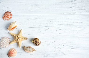 Ahşap arka plan beyaz kabuklarla. Beyaz arka planda deniz kabukları olan çerçeve. Deniz geçmişi. Yazıt için yer