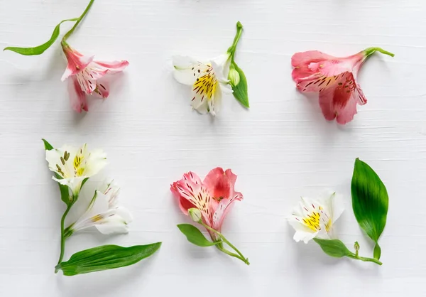 Pattern of natural flowers Alstroemeria on a white wooden background. Floral pattern. Pink and white flowers of Alstroemeria on a white background. Flat lay, top view.