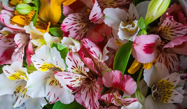 Pattern of natural flowers Alstroemeria background. Floral pattern. Pink, yellow, white flowers of Alstroemeria. Flat lay, top view. — 图库照片