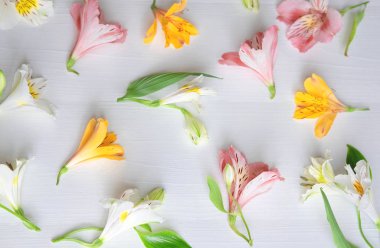 Beyaz ahşap arka plan üzerinde doğal çiçek Alstroemeria Desen. Çiçek deseni. Alstroemeria'nın pembe, beyaz ve sarı çiçekleri beyaz bir arka plan üzerinde. Düz döşeme, üst görünüm.