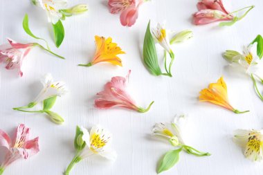 Beyaz ahşap arka plan üzerinde doğal çiçek Alstroemeria Desen. Çiçek deseni. Alstroemeria'nın pembe, beyaz ve sarı çiçekleri beyaz bir arka plan üzerinde. Düz döşeme, üst görünüm.