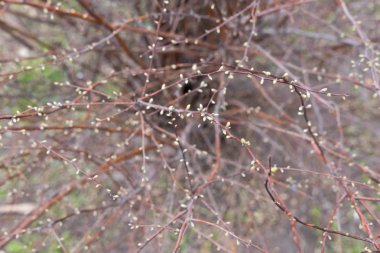 Çiçeklerle dolu çalıların bahar fotoğrafı. İlkbaharda parkta çalılar. İlkbaharda bitkiler. Yaprak büyümesi