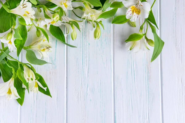 Ευχετήρια κάρτα γενεθλίων προτύπου. Λευκό ξύλινο φόντο με λουλούδια από αστορμία σε λευκό. Η βάση για το συγχαρητήριο πανό. Πανό με λουλούδια και φωτοσπίς. — Φωτογραφία Αρχείου