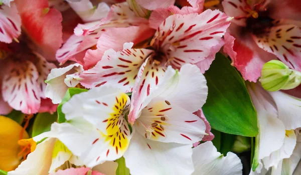 自然の花アルストロエメリアのパターン。花柄。ピンク、白、黄色の花。フラットレイ、トップビュー. — ストック写真