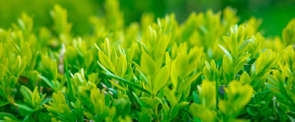 Makrofotografering av en grön buske. Vårbakgrund med gräs. — Stockfoto