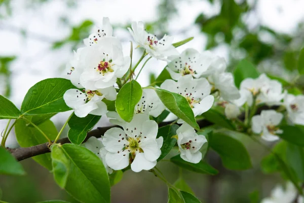 Çiçekli armut ağacının bir dalı fotoğrafı. Armut Makro çekim bahar beyaz çiçekler