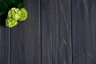 Bir tebrik yazıt için alan ile gri ahşap arka plan üzerinde güzel sarı yeşil çiçekler. Tebrik afişi, kartpostal için çerçeve. Düz döşeme, üst görünüm.