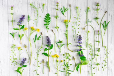 Beyaz ahşap arka plan üzerinde yabani çiçek desen. Beyaz bir arka plan üzerinde Leylak doğal kurutulmuş çiçekler. Çiçek deseni