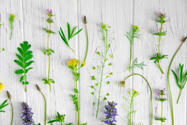 Beyaz ahşap arka plan üzerinde yabani çiçek desen. Beyaz bir arka plan üzerinde Leylak doğal kurutulmuş çiçekler. Çiçek deseni