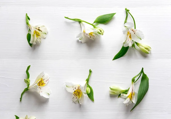 Pattern of natural flowers Alstroemeria on a white wooden background. Floral pattern. White flowers of Alstroemeria on a white background. Flat lay, top view