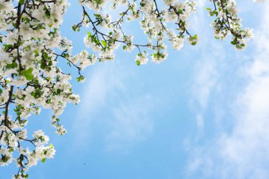 Mavi gökyüzüne karşı çiçek açan bir elma ağacının fotoğrafı. Elmabahar Beyaz Çiçekler
