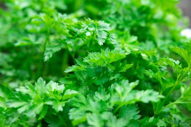 Taze maydanoz ile bulanıklık ile Arka plan. Bahçede ilkbaharda yetişen maydanoz. Vitaminler ile sağlıklı gıda. Salata yeşillikleri