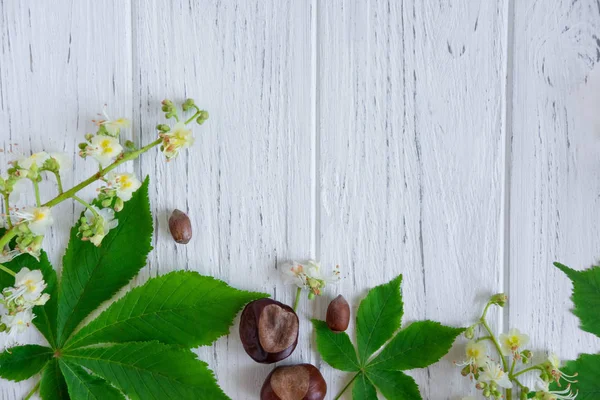 Folhas de castanha verde, castanhas e flores em um fundo de madeira leve. Quadro para texto do cartão de saudação. Design de banner para um site, uma loja sobre descontos de primavera. Banner de primavera com castanhas — Fotografia de Stock