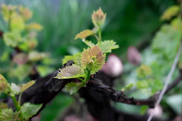 Foto de hojas jóvenes de uvas. Uvas de vid con hojas y brotes jóvenes en primavera. Jardín con uvas —  Fotos de Stock