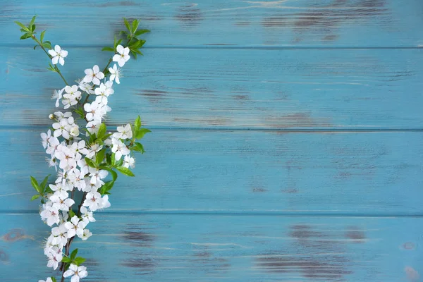 Um ramo de uma cerejeira com flores. Flor de cereja primavera em um fundo de madeira azul. Projeto do cartão de saudação com flores da primavera. Vista de cima — Fotografia de Stock