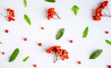 Rowan ile sonbahar deseni. Beyaz ahşap arka plan üzerinde yaprakları ile Rowan çilek. Sonbahar kartpostalı için temel, afiş. Yukarıdan görüntüle
