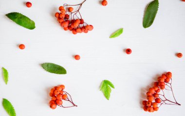 Rowan ile sonbahar deseni. Beyaz ahşap arka plan üzerinde yaprakları ile Rowan çilek. Sonbahar kartpostalı için temel, afiş. Yukarıdan görüntüle