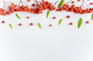 Rowan çilek ve yaprakları ile Sonbahar afiş. Sonbahar rowan çilek ve yaprakları ile beyaz ahşap arka plan. Çerçeve, sonbahar afiş için arka plan. Düz döşeme, üst görünüm