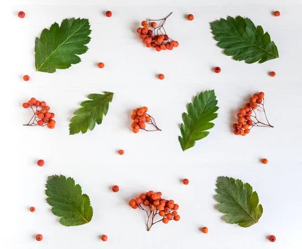 Осінній візерунок з лебединою. Рованські ягоди з листям на білому дерев'яному тлі. Основа для осінньої листівки, банер. Вид зверху — стокове фото