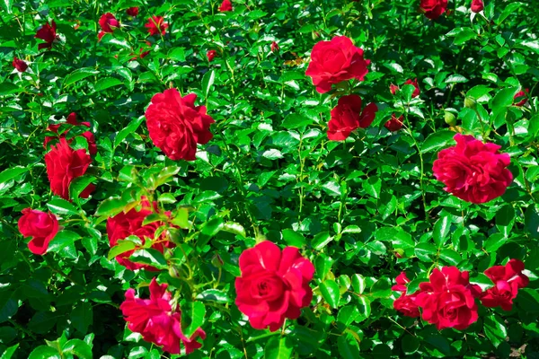 A bush with red rose flowers blooming in summer. Floral background with roses for design. Roses in the garden on a summer day