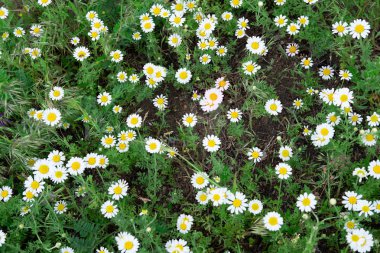 Papatyalar ile tebrik kartı için yaz arka plan. Yeşil çim ile sahada papatyalar. Şifalı otlar
