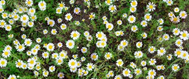 Papatyalar ile tebrik kartı için yaz arka plan. Yeşil çim ile sahada papatyalar. Şifalı otlar