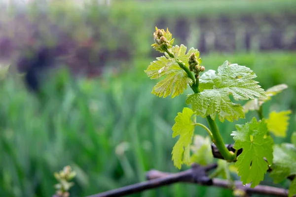 Foto de uvas jóvenes en el jardín. Hojas y ramas de uva a principios de verano. Cultivo de uva — Foto de Stock