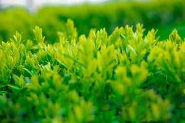 Bir çalı doğal yaprakları ile tasarım için arka plan. Doğal çiçek arka plan bulanık